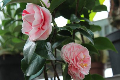 Camelia japonica - kamélie japonská
